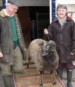 Photograph of and prize Sheep, for engraving into Crystal.